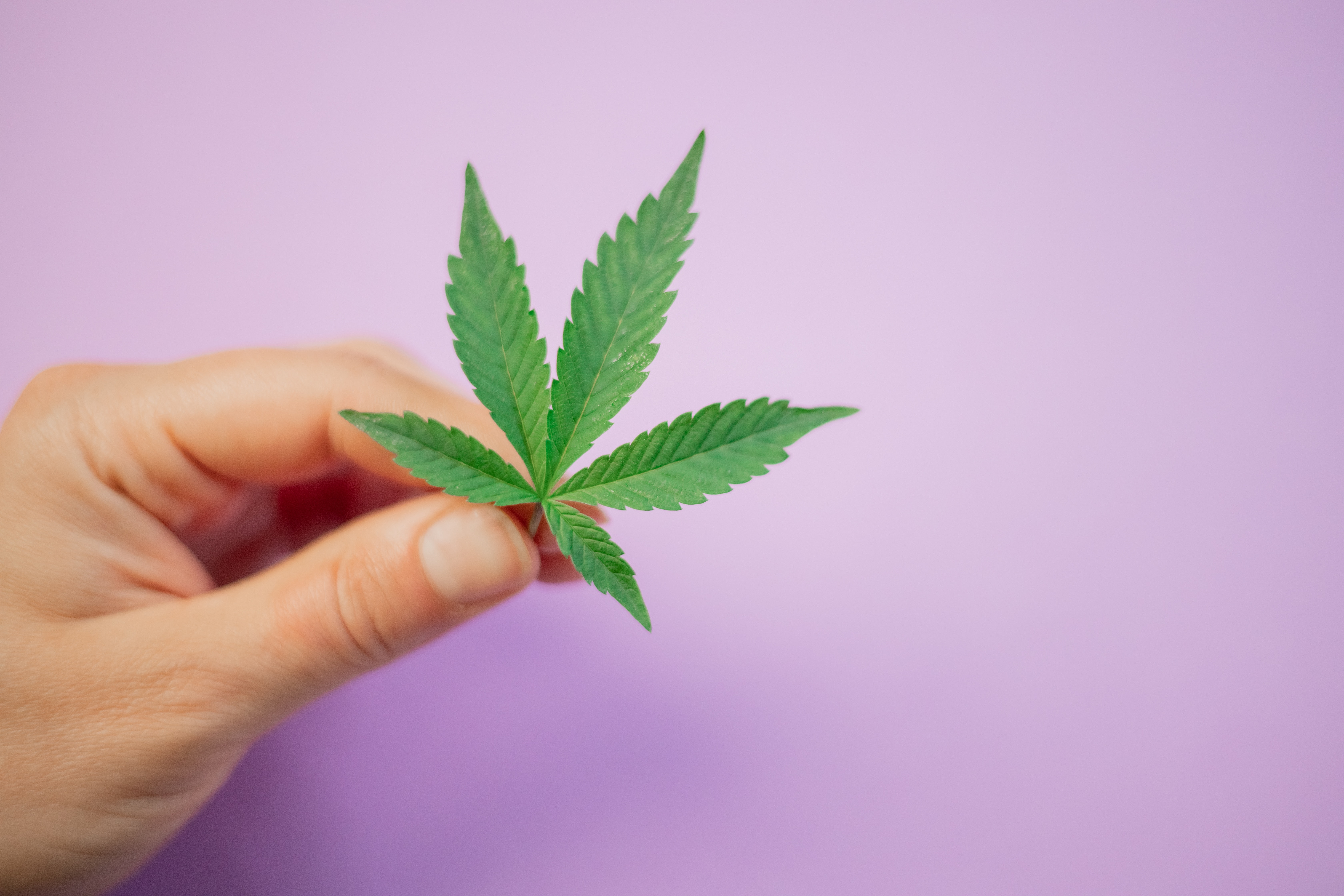 Plante de cannabis — cadre juridique du cannabis au Québec